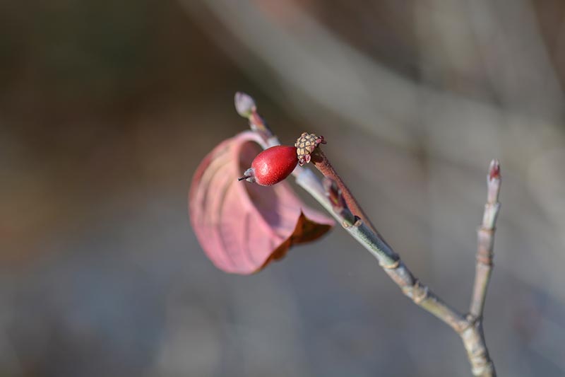 A close up horizontal image of the tiny red berry of a flowering dogwood pictured on a soft focus background.