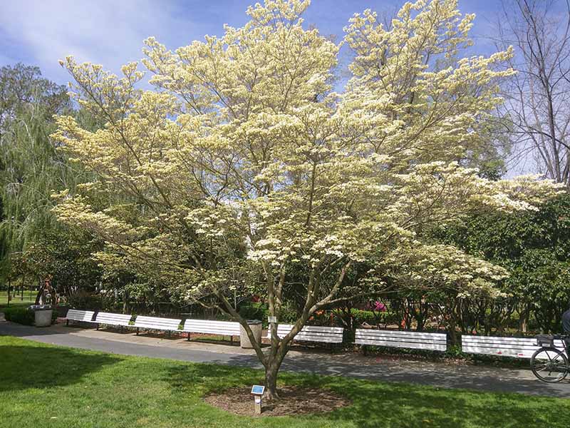 A horizontal image of a single white flowering dogwood tree growing beside a pathway in a park with wooden benches in the background.