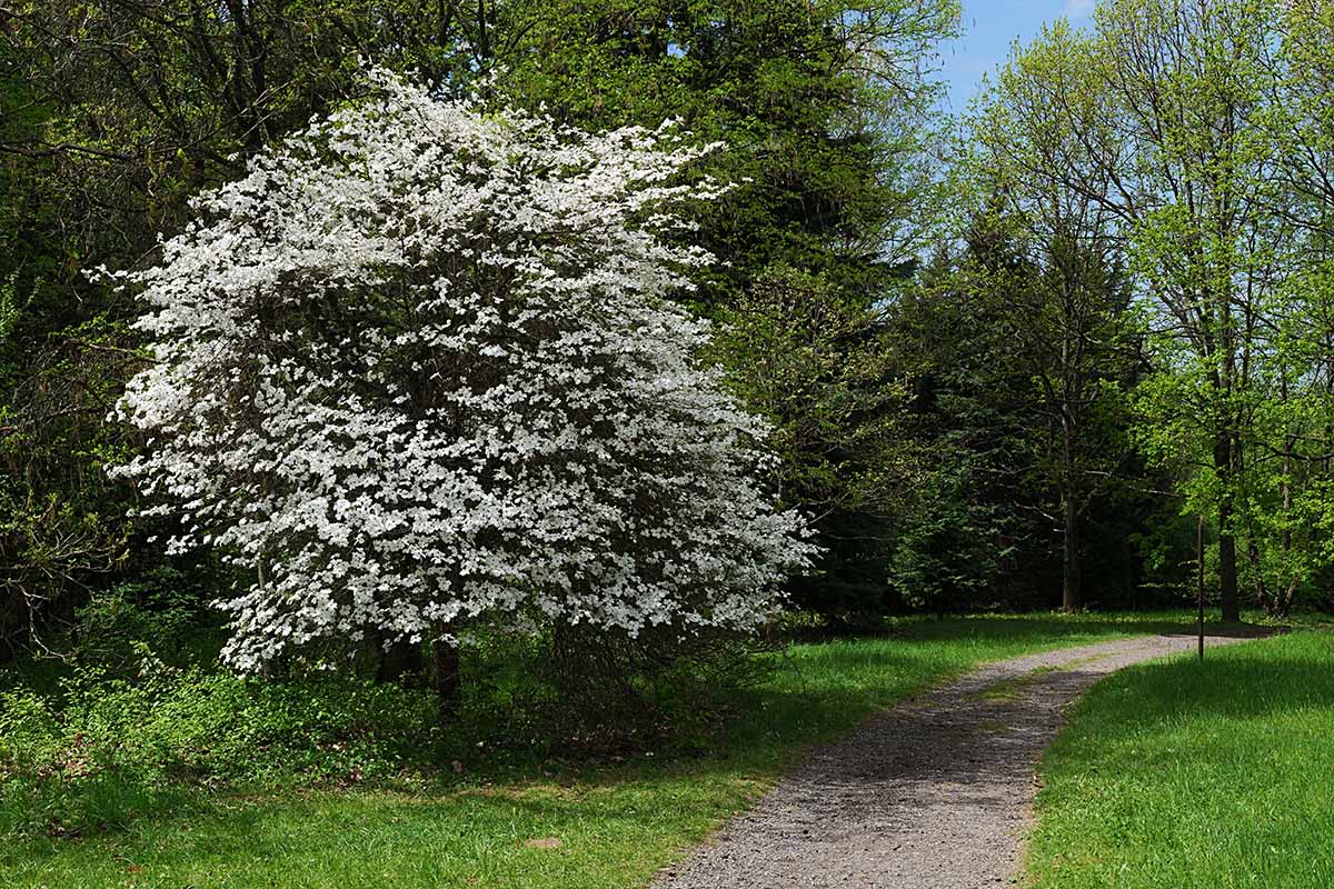 A horizontal image of a pathway through a stand of trees with a white flowering dogwood to the left of the frame.