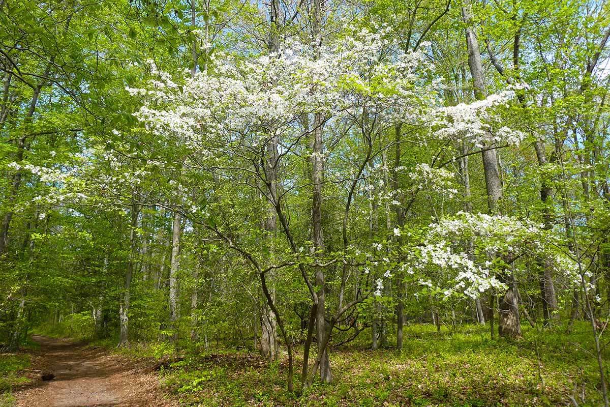 A horizontal image of a path through a forest with a flowering dogwood in the foreground.
