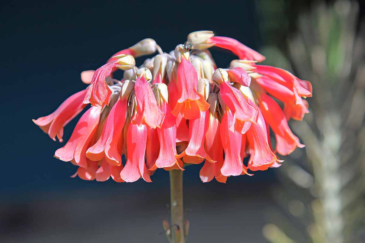 A close up horizontal image of the red, bell-shaped flowers of a chandelier plant pictured in bright sunshine on a soft focus background.