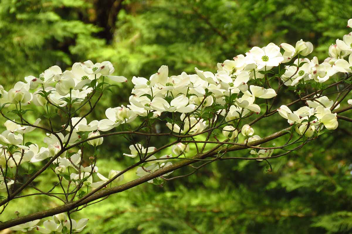 A close up horizontal image of the branch of a dogwood tree festooned with white flowers pictured on a soft focus background.