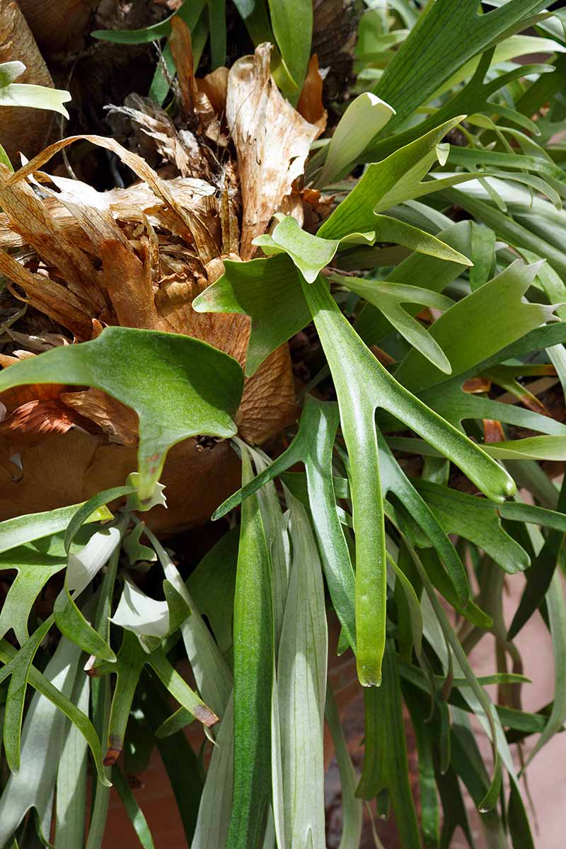 A close up vertical image of staghorn fern aka silver elkhorn (Platycerium veitchii) foliage pictured in light sunshine.