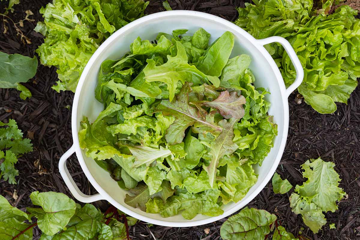 A close up horizontal image of a bowl filled with freshly harvested leaf lettuce set on the soil in the garden.