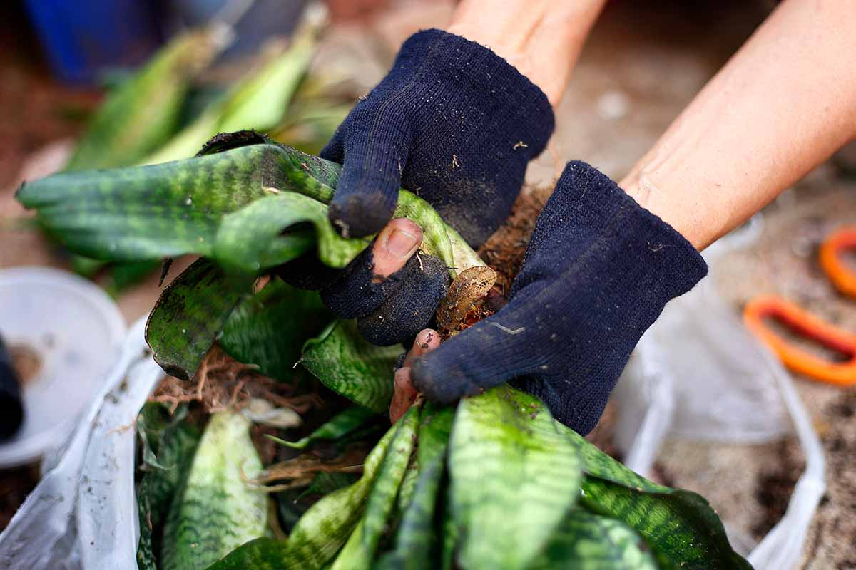 A close up horizontal image of the gloved hands of a gardener digging up and dividing Dracaena trifasciata.