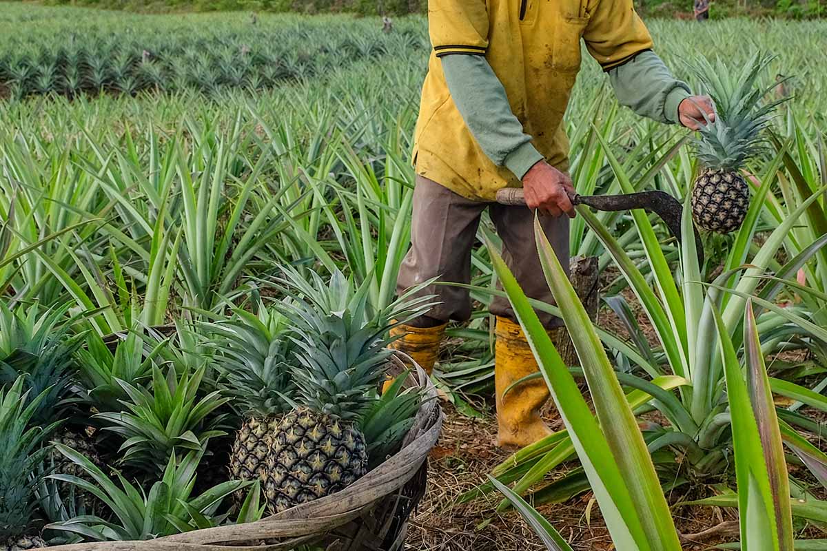 A horizontal image of a gardener harvesting pineapples from a large field.