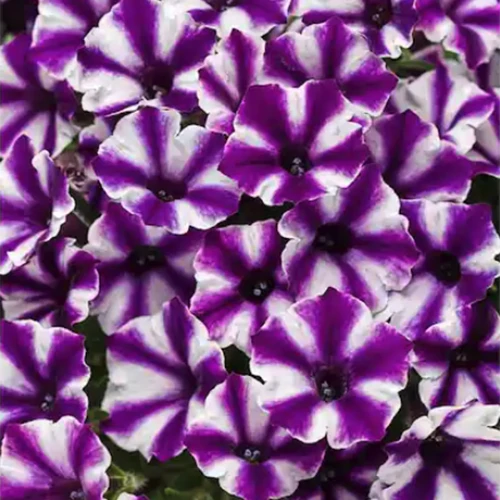 A close up square image of purple and white Grande Supertunia Mini Vista 'Violet Star' flowers.