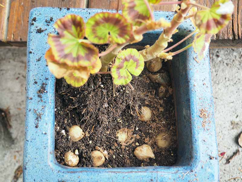 A close up horizontal image of bulbs nestled in the soil of a blue ceramic pot.
