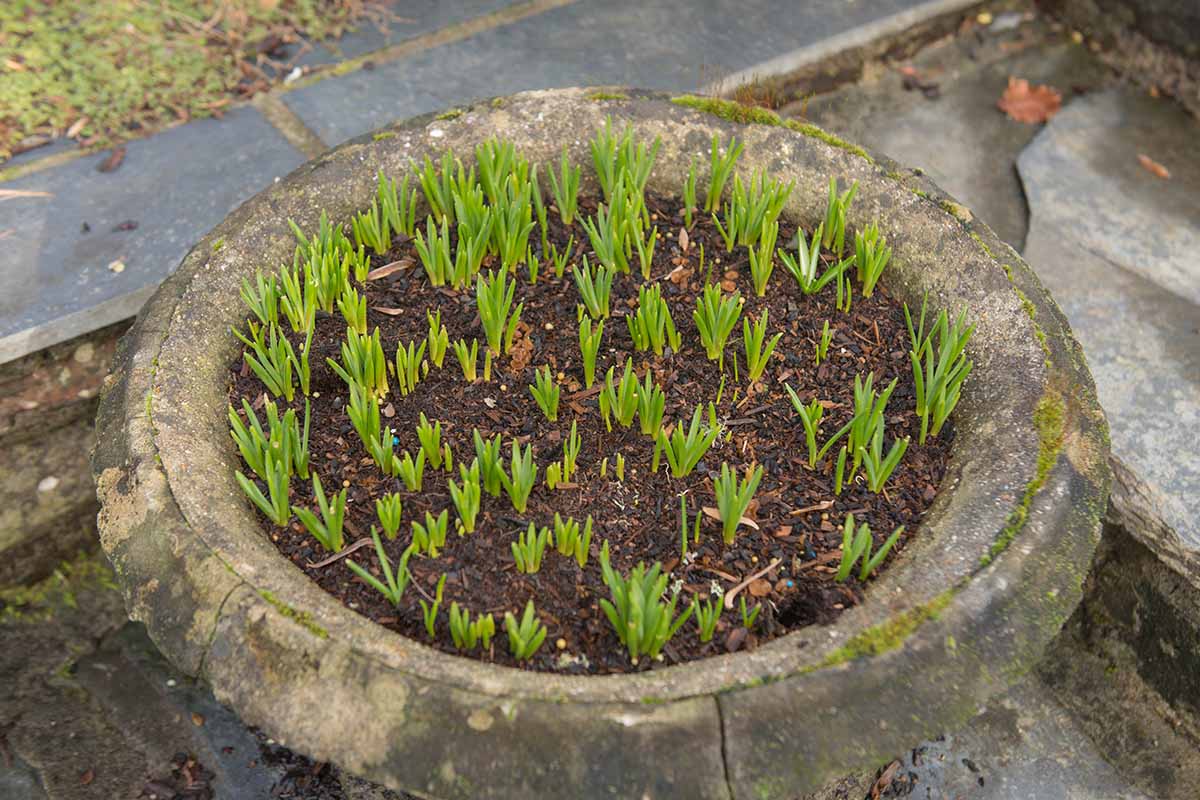 A close up horizontal image of foliage starting to emerge from bulbs planted in a concrete container.
