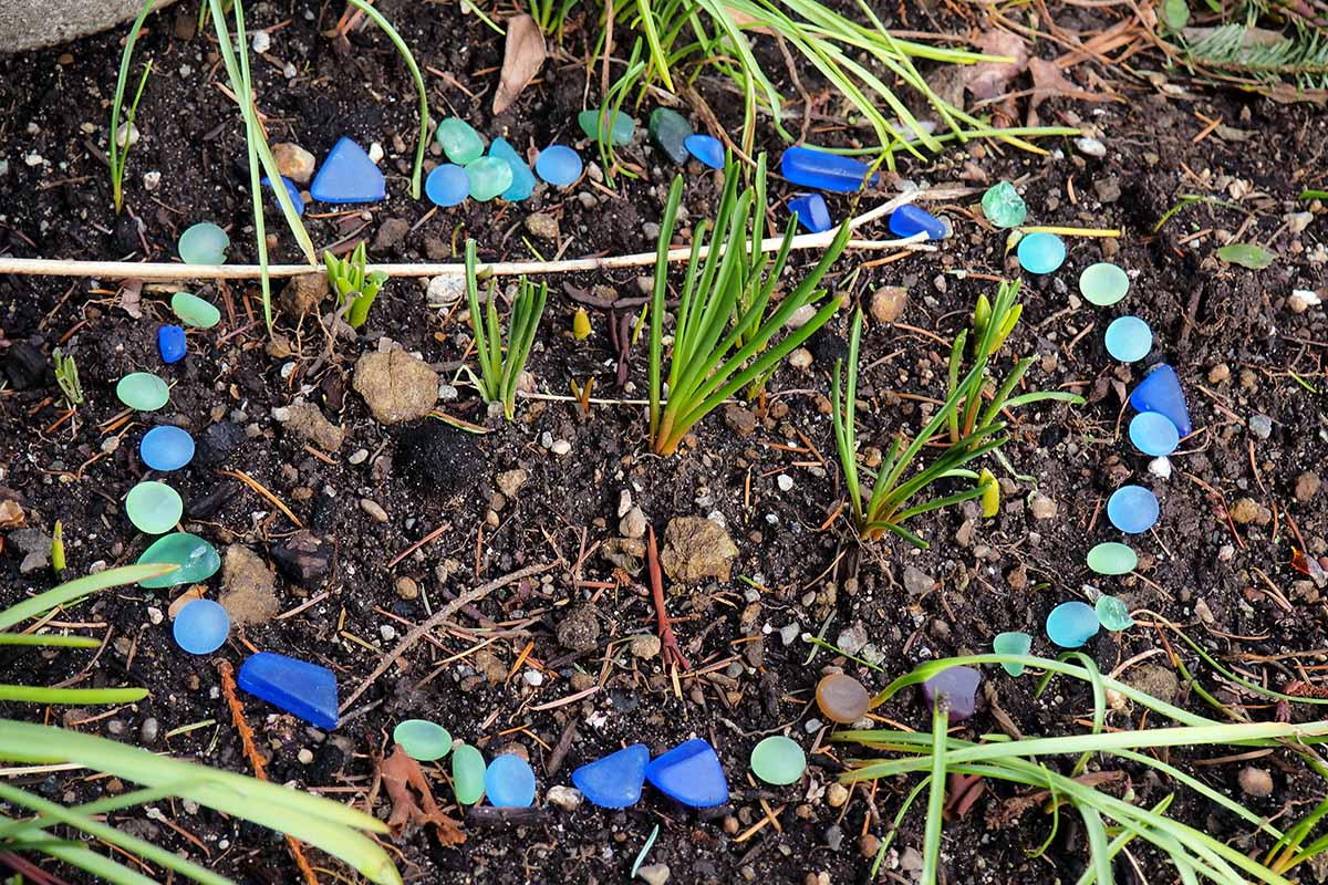 A close up horizontal image of a circle of washed glass pebbles noting the position of dormant grape hyacinths.
