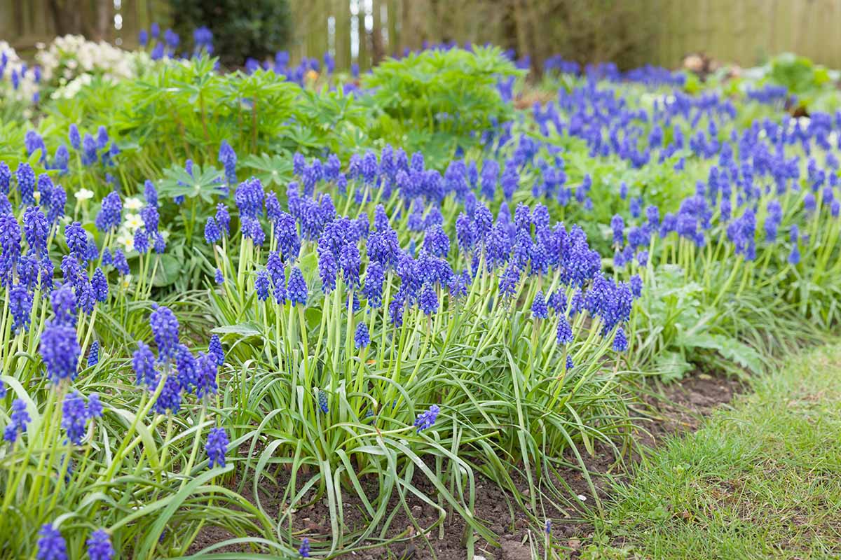 A horizontal image of purple grape hyacinths growing in a garden border in full bloom.
