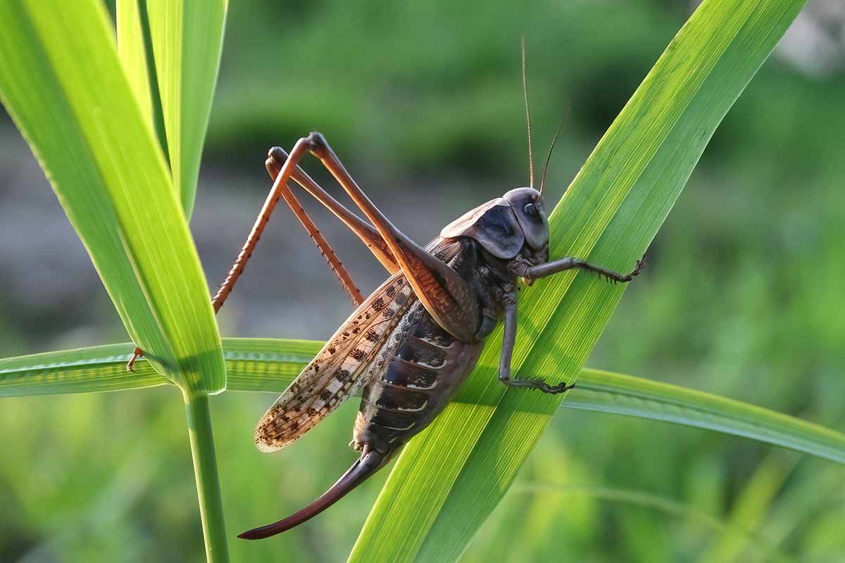 A close up horizontal image of a grasshopper on a leaf pictured in light sunshine on a soft focus background.