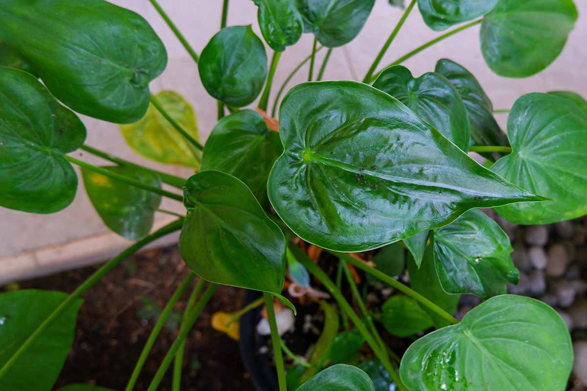 A close up horizontal image of the green foliage of Alocasia cucullata.