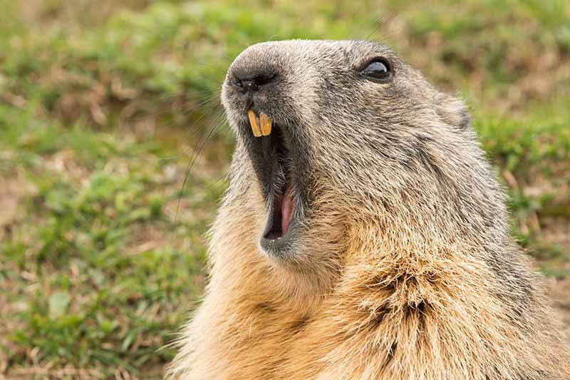 A close up of a defiant looking groundhog either yawning or baring its teeth pictured on a soft focus background.