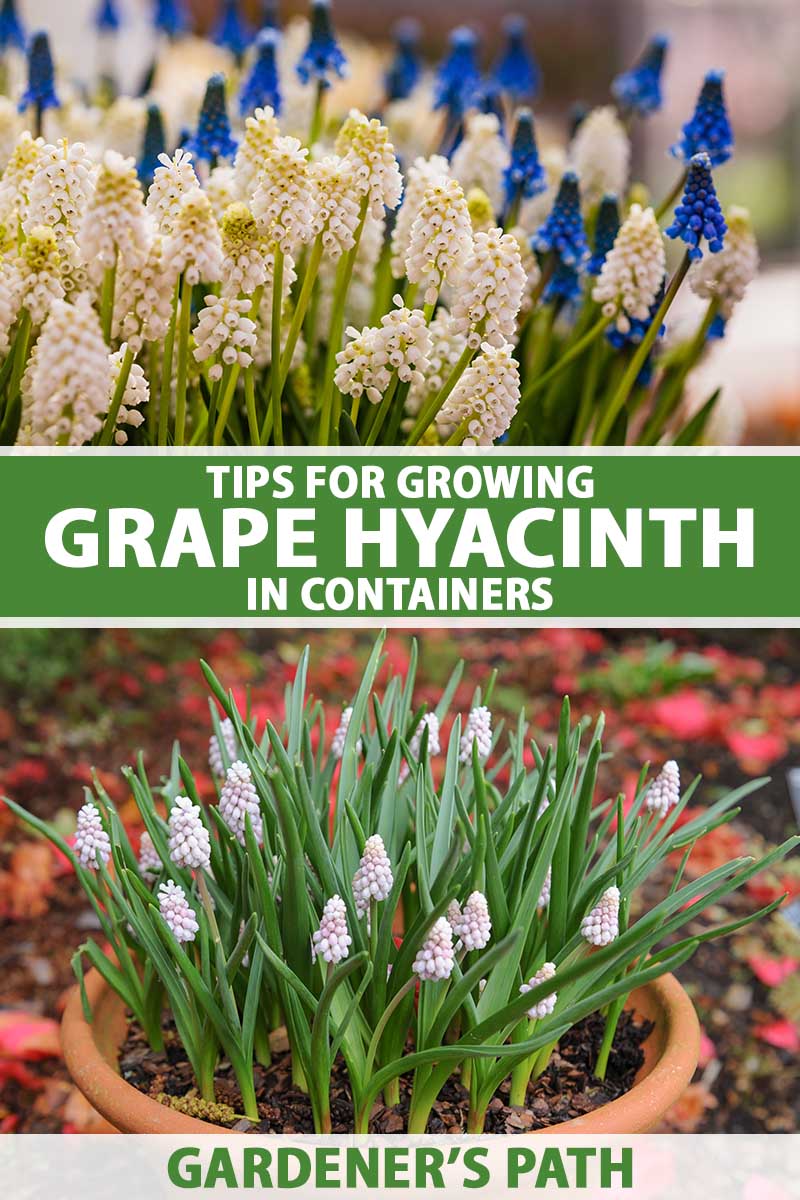 A vertical collage of grape hyacinth flowers close up at the top of the frame and the same blooms growing in a container at the bottom. To the center and bottom of the frame is green and white printed text.