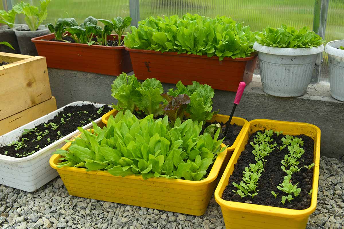 A close up horizontal image of lettuce growing in a variety of different containers in a greenhouse.