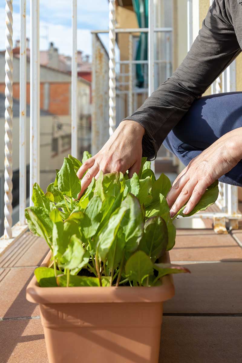 A close up vertical image of a gardener harvesting lettuce from a container on a balcony.