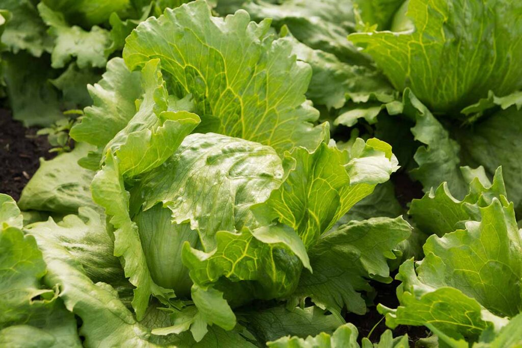 A close up horizontal image of head lettuce growing in the garden.