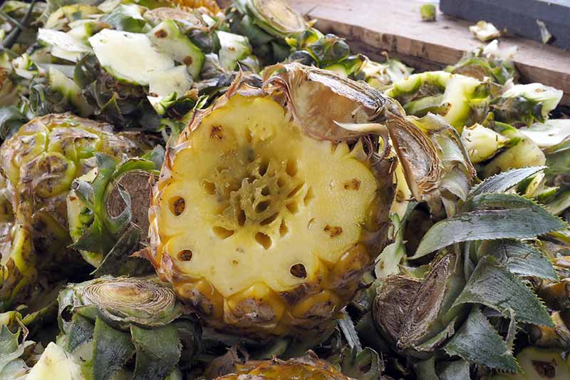 A close up horizontal image of a pile of pineapples rotting after harvest.