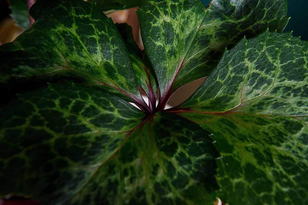 A close up horizontal image of Helleborus foliage indoors.