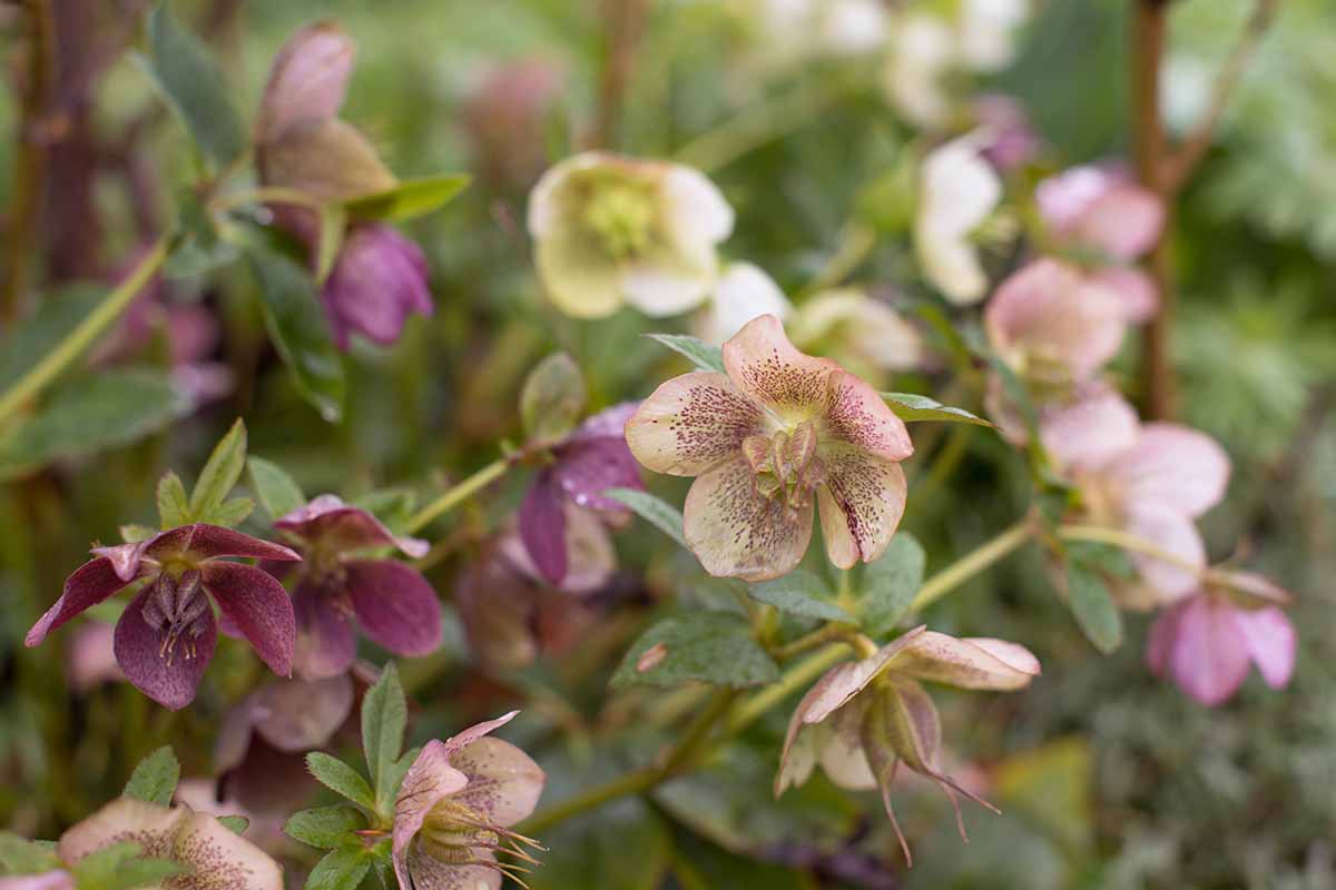 A close up horizontal image of hellebores in full bloom in the spring garden pictured on a soft focus background.