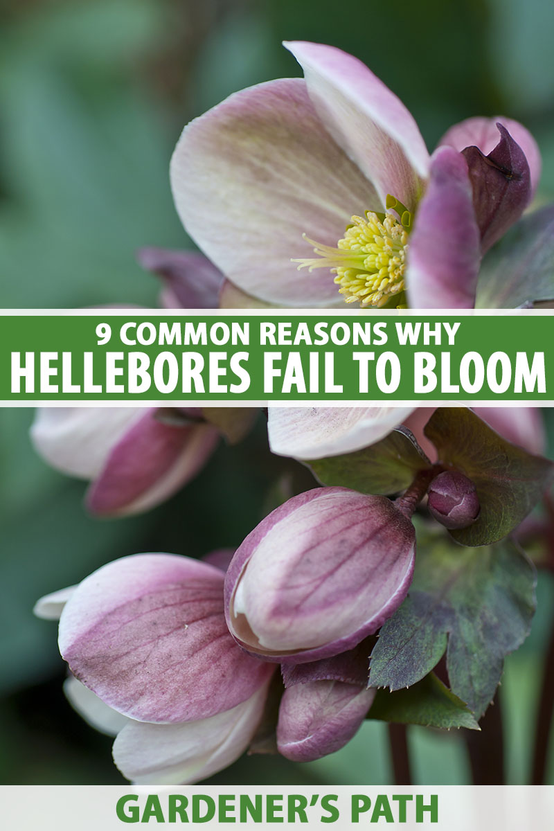 A close up vertical image of hellebores blooming in the spring garden pictured on a soft focus background.