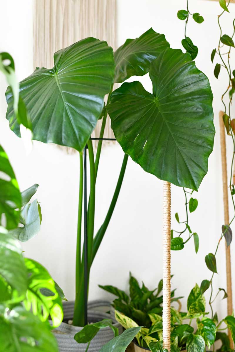 A vertical image of a giant taro growing indoors surrounded by other houseplants.