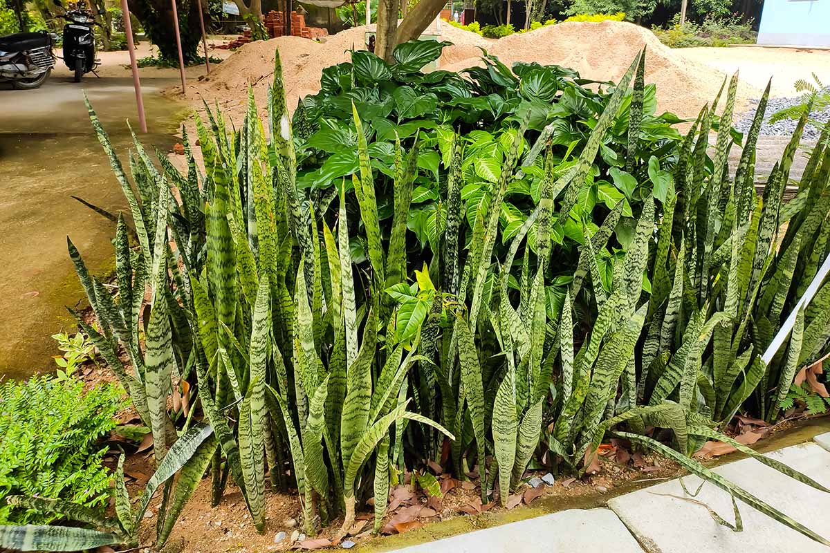 A horizontal image of a stand of Dracaena snake plants growing next to a sidewalk on a building site.