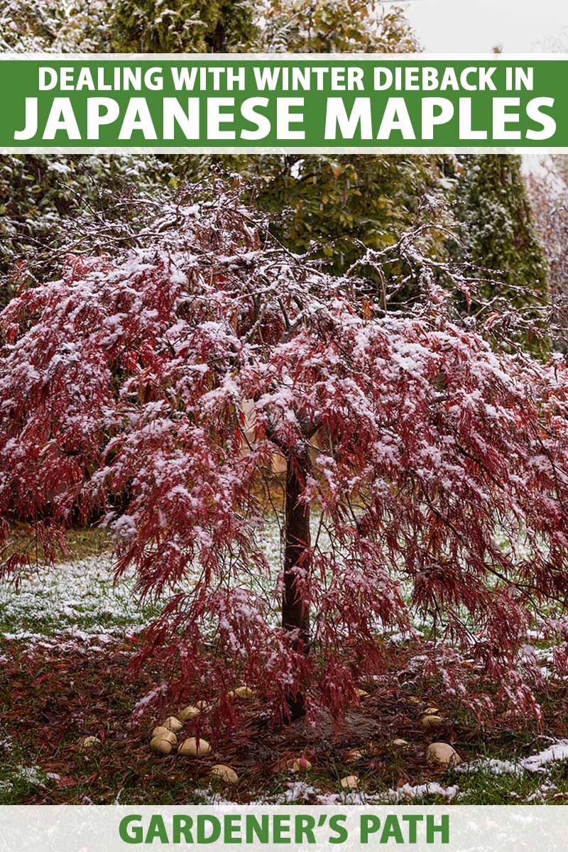 A vertical image of a Japanese maple tree covered in a light dusting of snow in winter. To the top and bottom of the frame is green and white printed text.