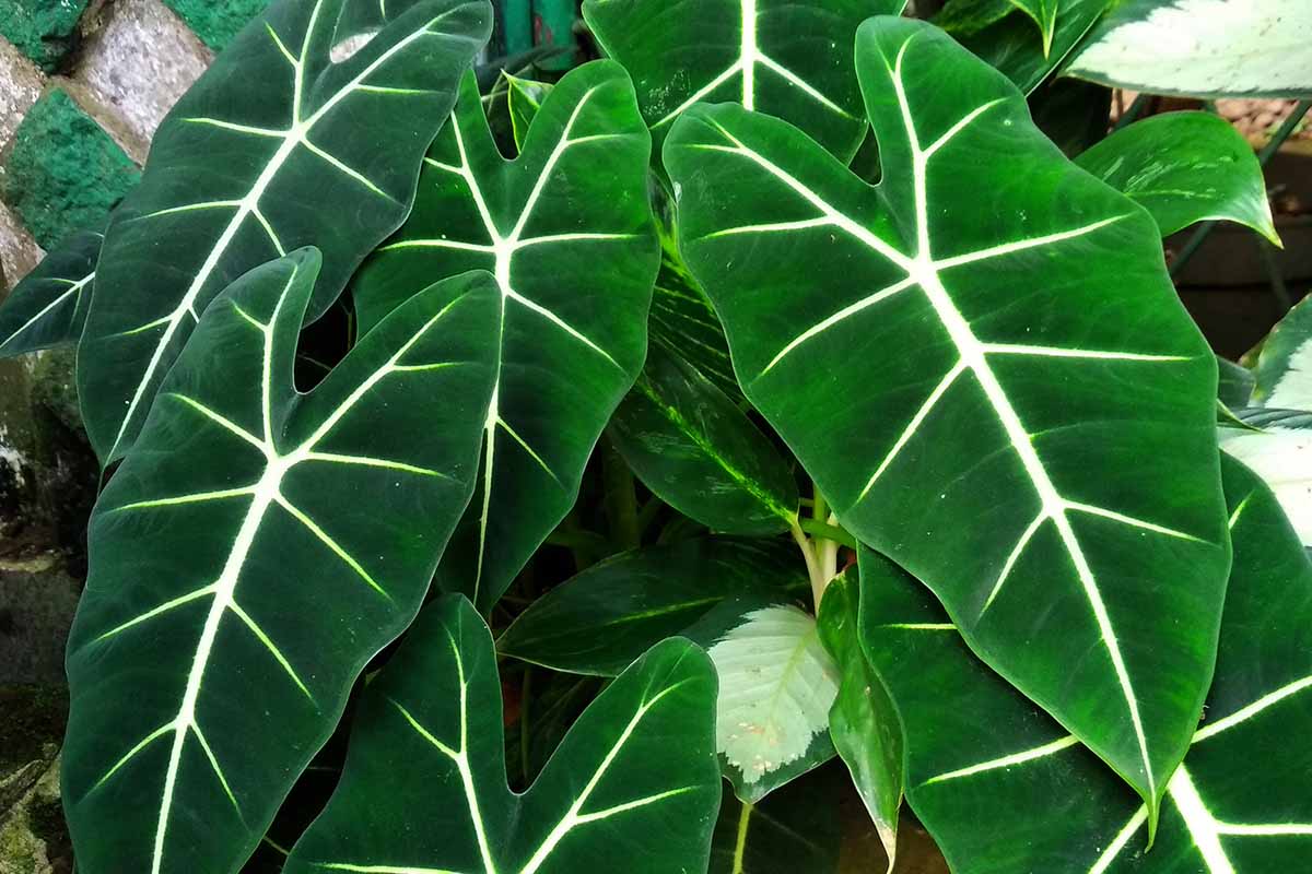 A close up horizontal image of the dark green, with white-veined foliage of Alocasia plants growing outdoors.