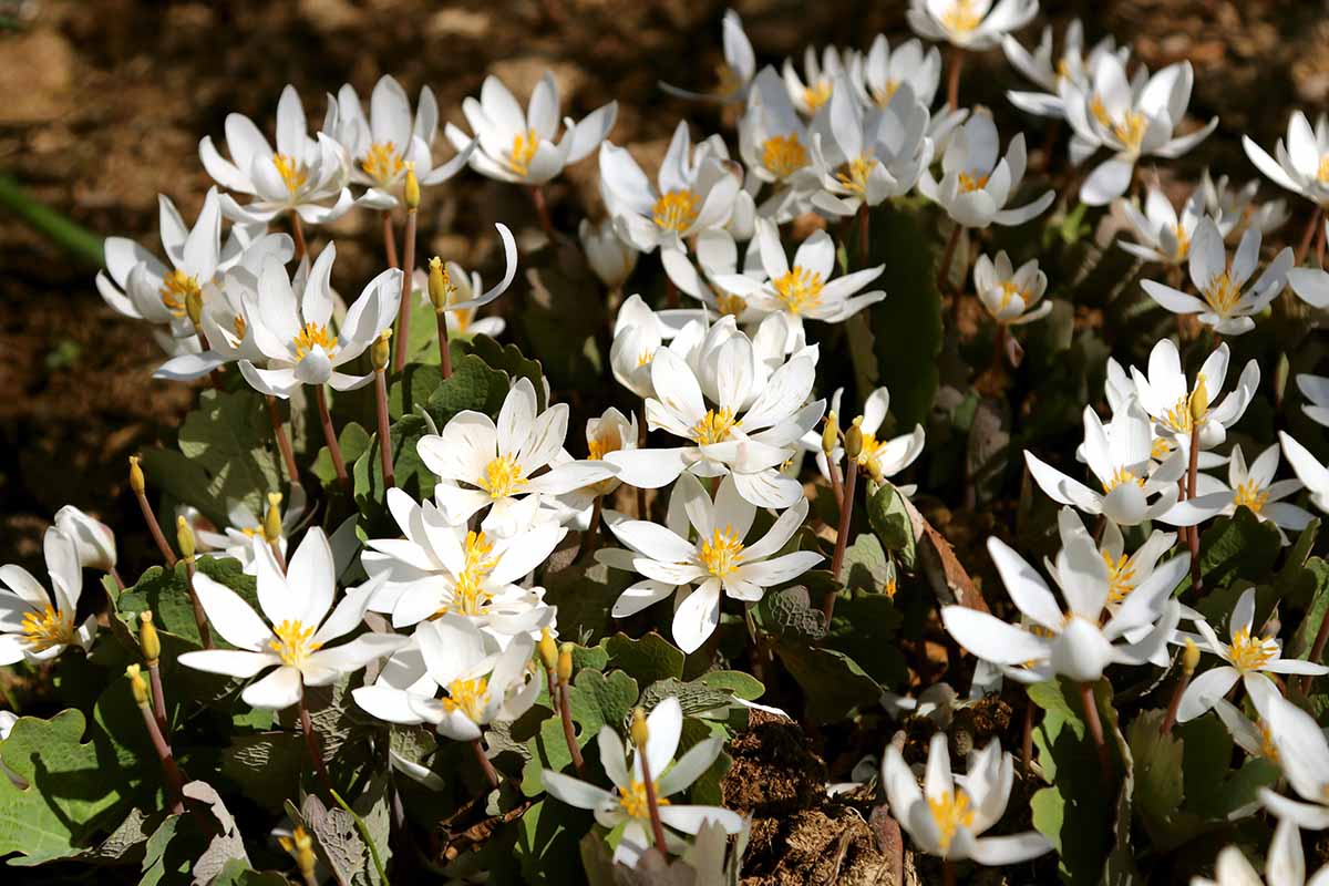 A close up horizontal image of white and yellow bloodroot (Sanguinaria canadensis) flowers growing en masse in a woodland setting pictured in light sunshine.