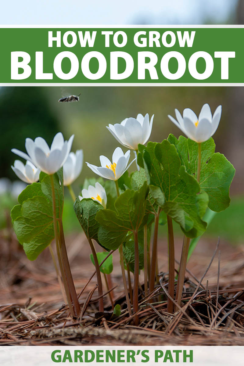 A close up vertical image of bloodroot (Sanguinaria canadensis) flowers growing in the garden pictured on a soft focus background. To the top and bottom of the frame is green and white printed text.