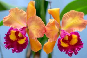 A close up horizontal image of orange and pink Cattleya labiata flowers pictured on a soft focus background.