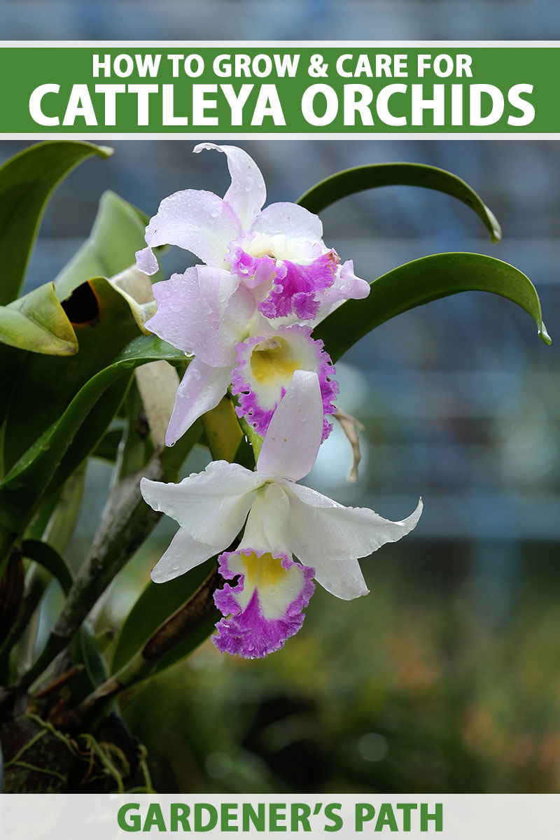 A close up vertical image of pink, purple, white, and yellow cattleya orchids pictured on a soft focus background. To the top and bottom of the frame is green and white printed text.