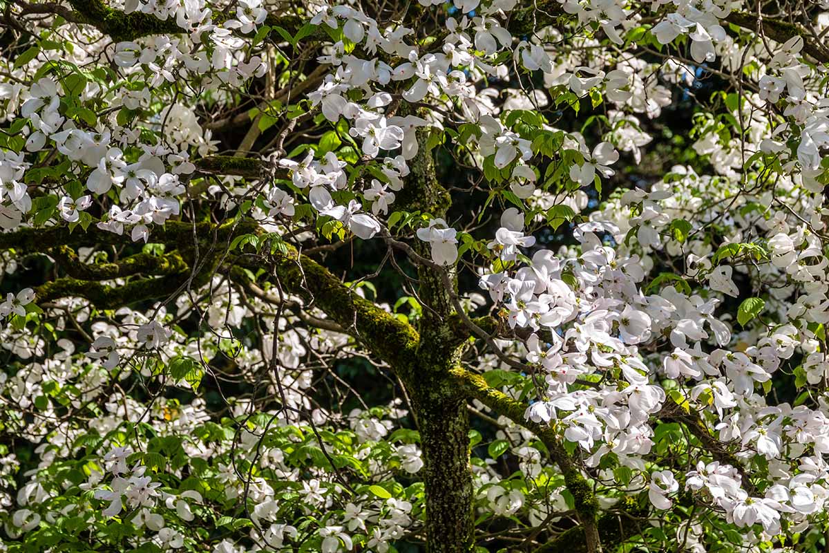 A close up horizontal image of a white flowering dogwood tree (Cornus florida) growing in the landscape pictured in light sunshine.
