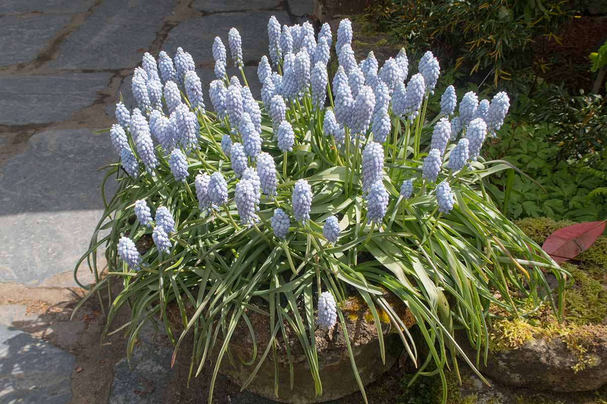 A close up horizontal image of light blue Muscari aka grape hyacinth flowers growing in a container outdoors pictured in light filtered sunshine.