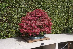 A close up horizontal image of a Japanese maple tree growing as a bonsai set on a wooden plinth outdoors with a green hedge in the background.
