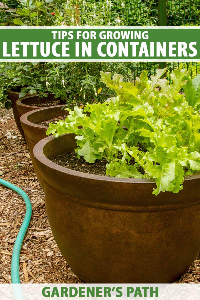 A close up vertical image of lettuce growing in a large container outdoors. To the top and bottom of the frame is green and white printed text.