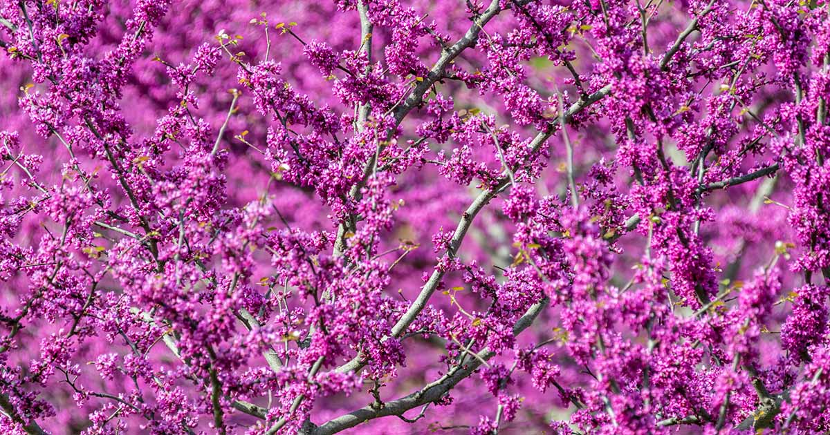 How to transplant a Redbud tree? Quick Guide.