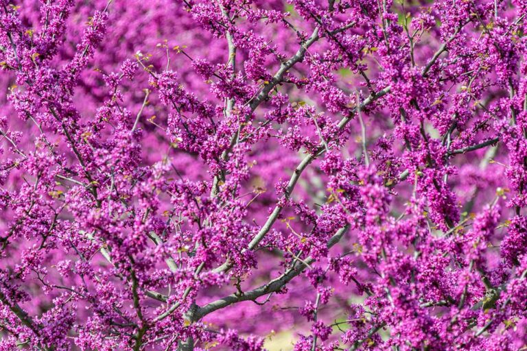 A close up horizontal image of the bright pink blooms of a Cercis redbud tree.