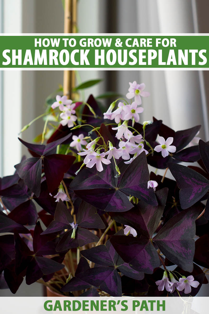 A close up vertical image of a purple shamrock plant with light pink flowers (Oxalis) growing in a container indoors. To the top and bottom of the frame is green and white printed text.