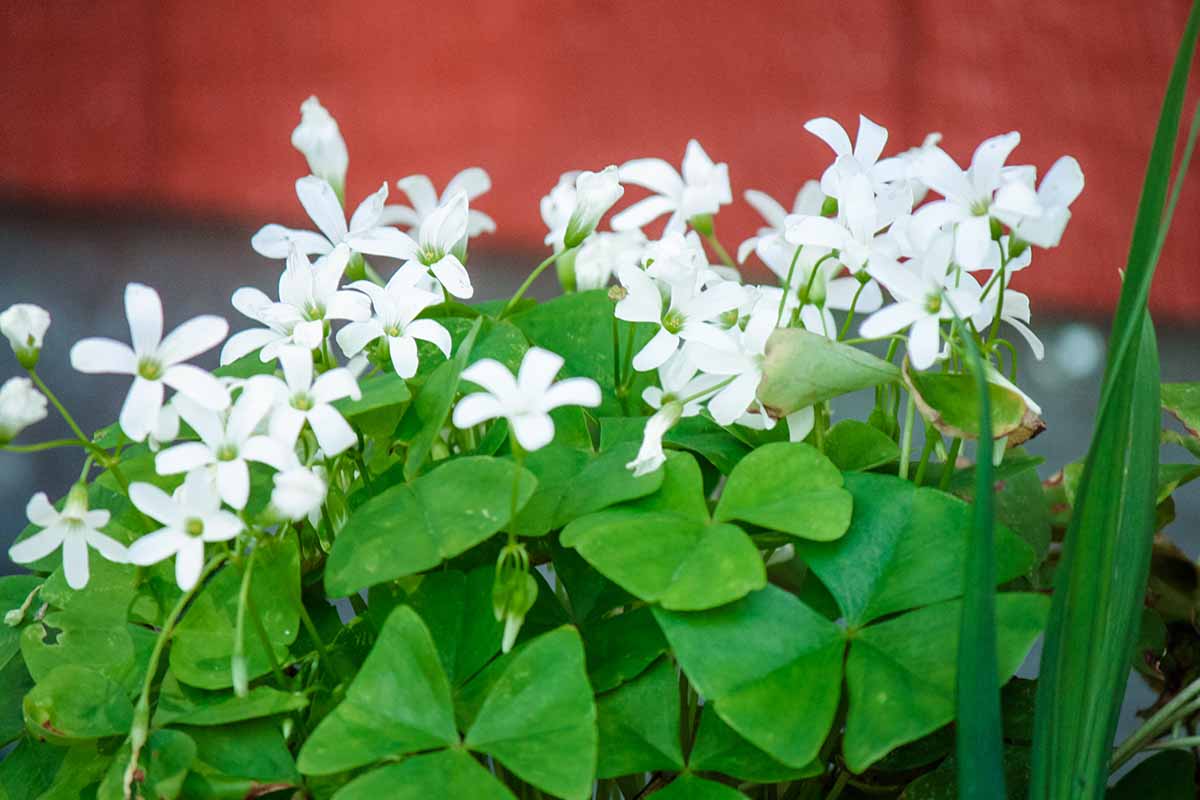 A close up horizontal image of the green foliage and white flowers of Oxalis shamrock plant growing indoors.
