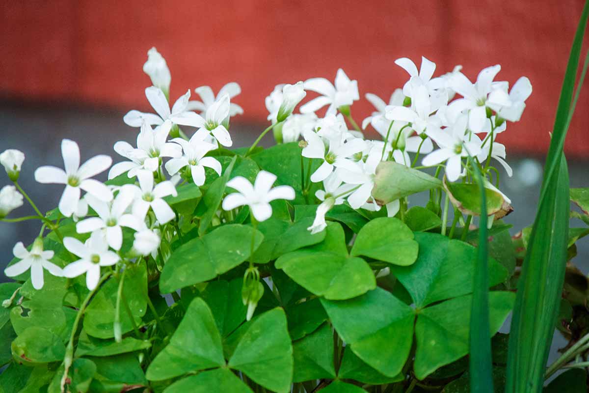 Oxalis Wood Sorrel Growing Guides Tips And Info