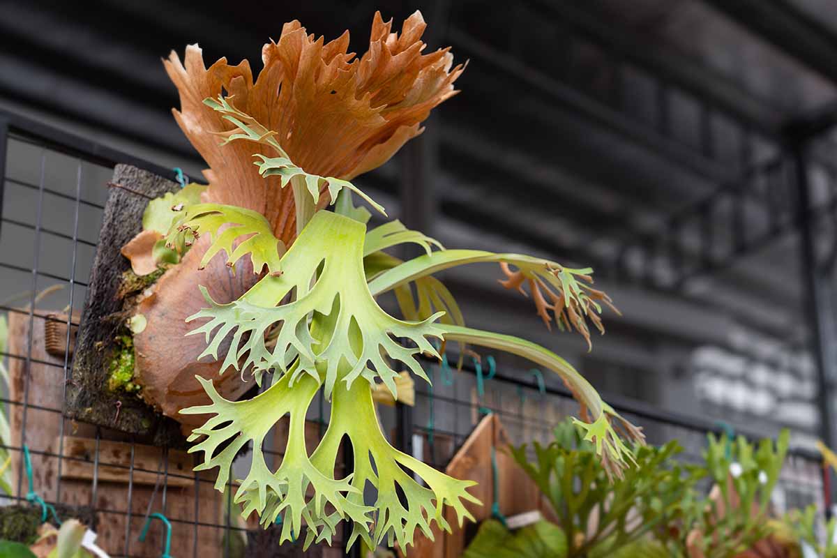 A close up horizontal image of a staghorn fern mounted on a wooden board attached to a metal fence.