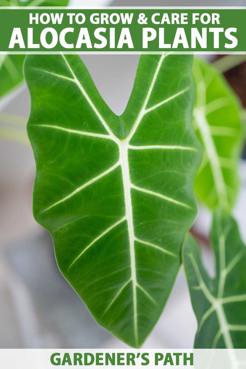 A close up vertical image of the green leaves with white veins of an alocasia growing indoors pictured on a soft focus background. To the top and bottom of the frame is green and white printed text.