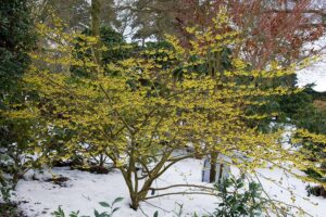 A horizontal image of a witch hazel (Hamamelis) growing in the winter landscape in full bloom.