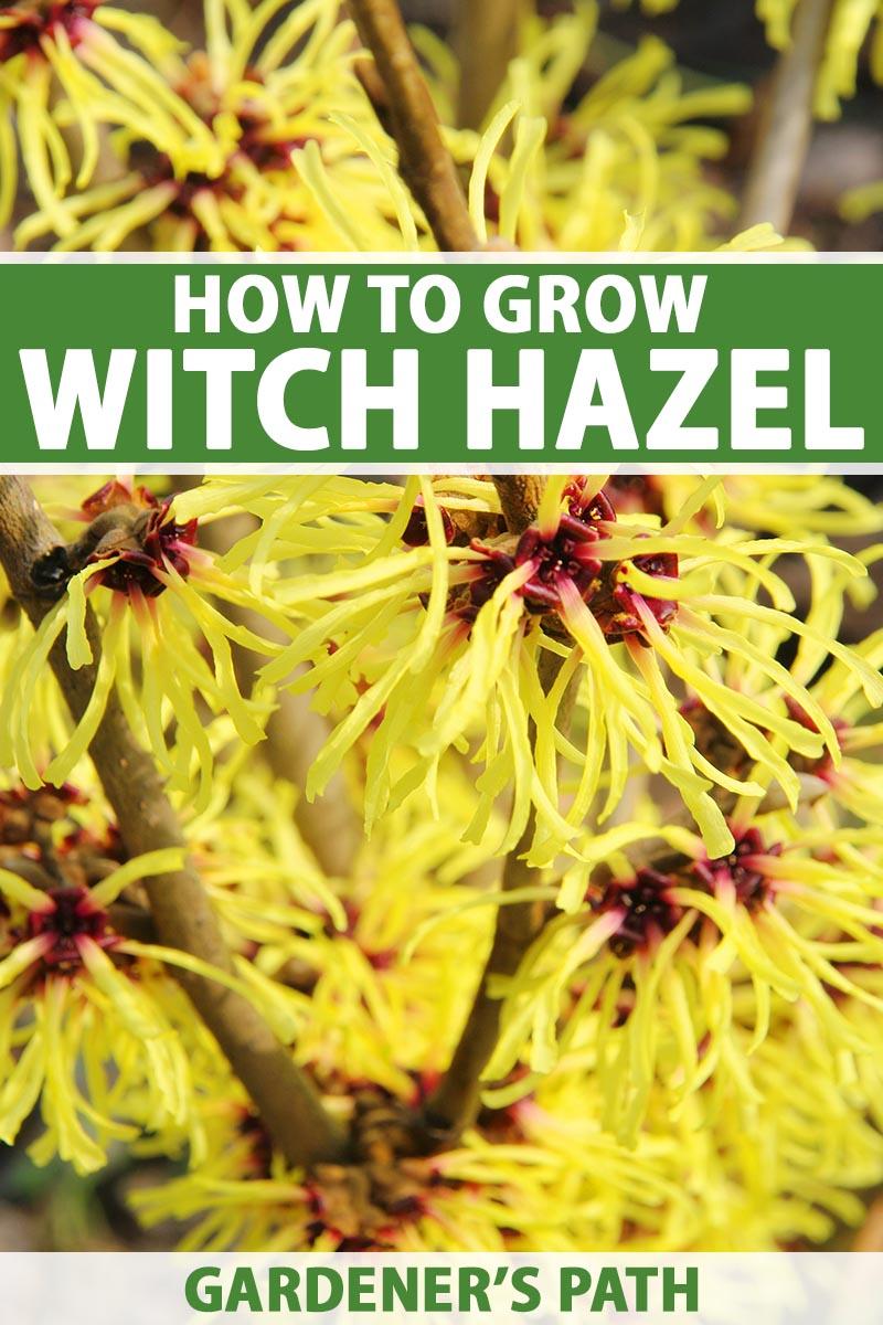A close up vertical image of the bright yellow flowers of witch hazel (Hamamelis) growing in the garden. To the top and bottom of the frame is green and white printed text.