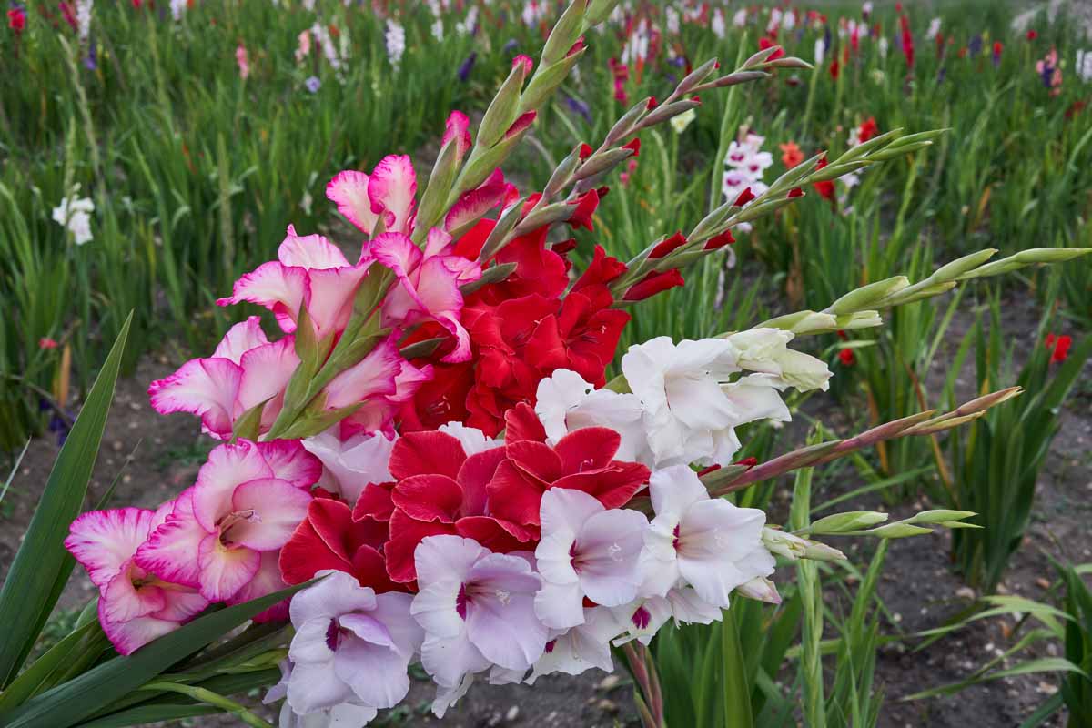 A close up horizontal image of gladiolus flowers being cut for a vase from the garden, pictured on a soft focus background.