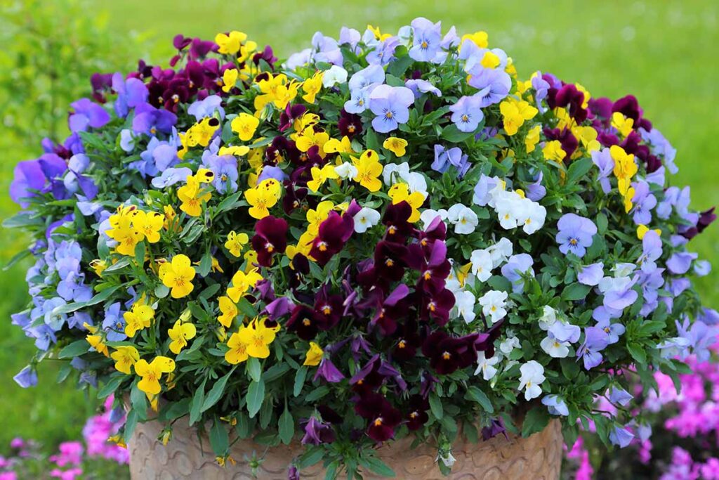 A close up horizontal image of pansies growing in a terra cotta pot outdoors pictured on a soft focus background.