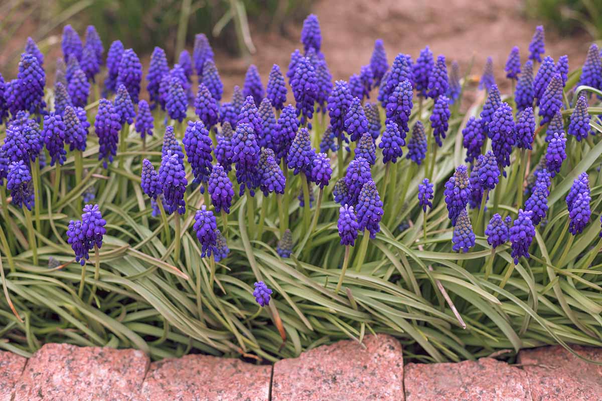 A close up horizotnal image of purple grape hyacinths in full bloom in the spring garden.